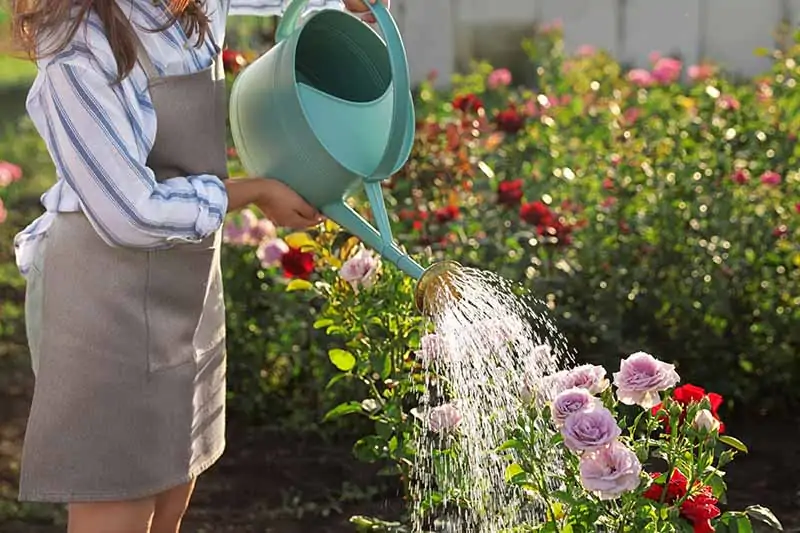 A close up horizontal image of a gardener using a watering can to irrigate a rose bush pictured in light evening sunshine.