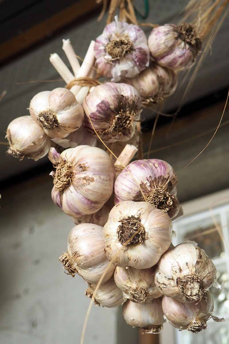 A close up vertical image of garlic tied together and hung outside a residence to cure.