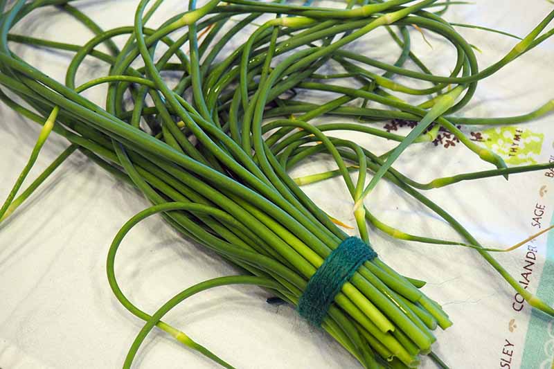 A close up horizontal image of garlic scapes tied together with the bulbs cut off, set on a white cloth.
