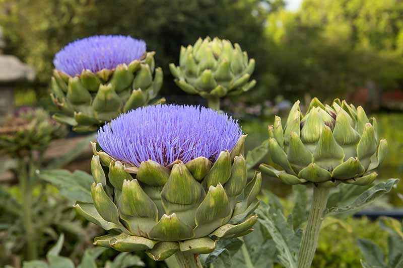 A close up horizontal image of the purple flowers of globe artichokes growing in the garden.