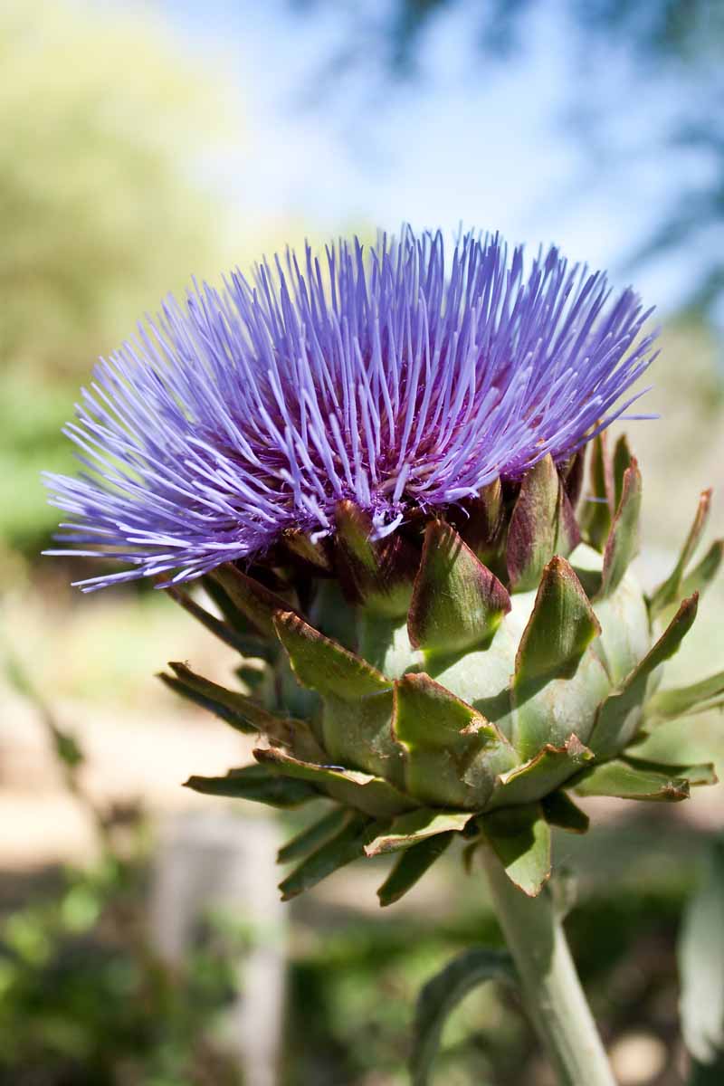 A close up vertical image of a globe artichoke flower growing in the garden pictured in light sunshine on a soft focus background.