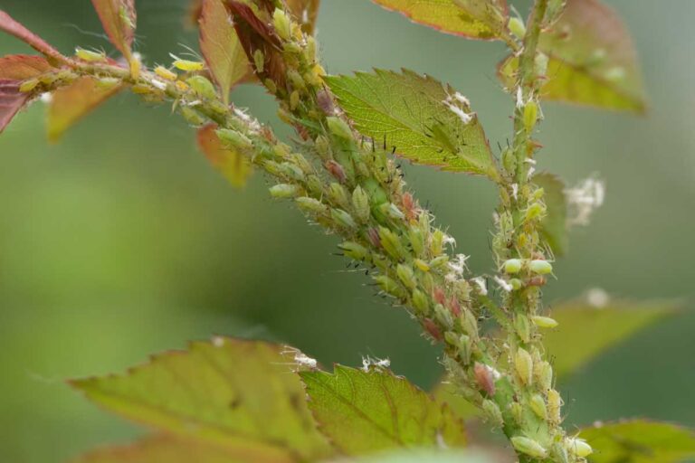 How to Control Aphids on Roses | Gardener’s Path