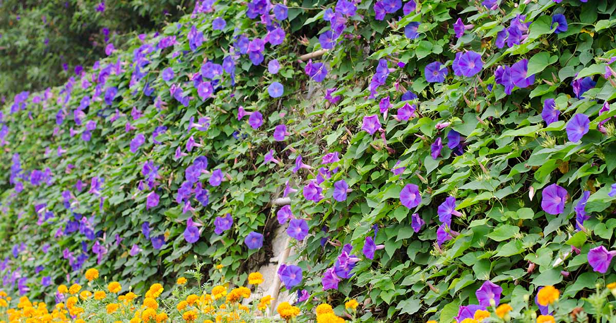 How and When to Prune Morning Glory Vines | Gardener's Path