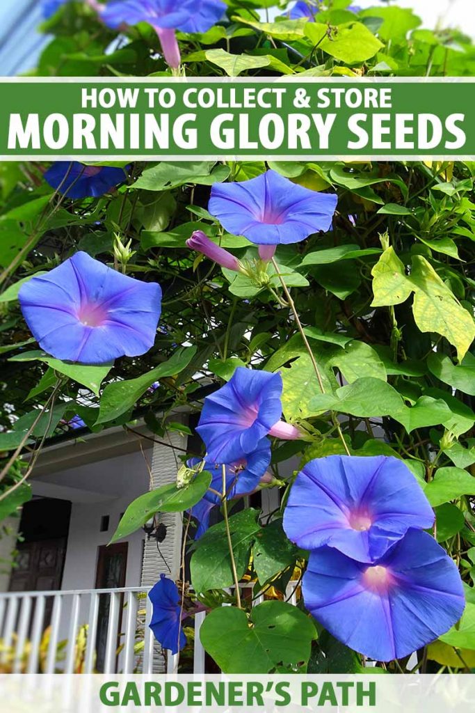 500 morning glory seeds trip