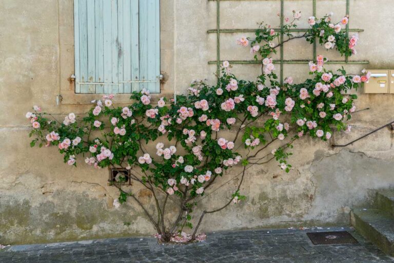 How to Control Aphids on Roses | Gardener’s Path