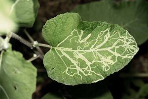 How to Identify and Control Leaf Miners