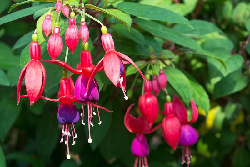 A close up horizontal image of red and purple fuchsia flowers growing in bright sunshine with foliage in soft focus in the background.