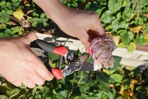 A close up horizontal image of two hands from the left of the frame holding a pair of pruners deadheading a rose flower pictured in bright sunshine.