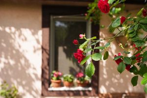 A close up horizontal image of red roses growing outside a residence pictured in filtered sunshine.