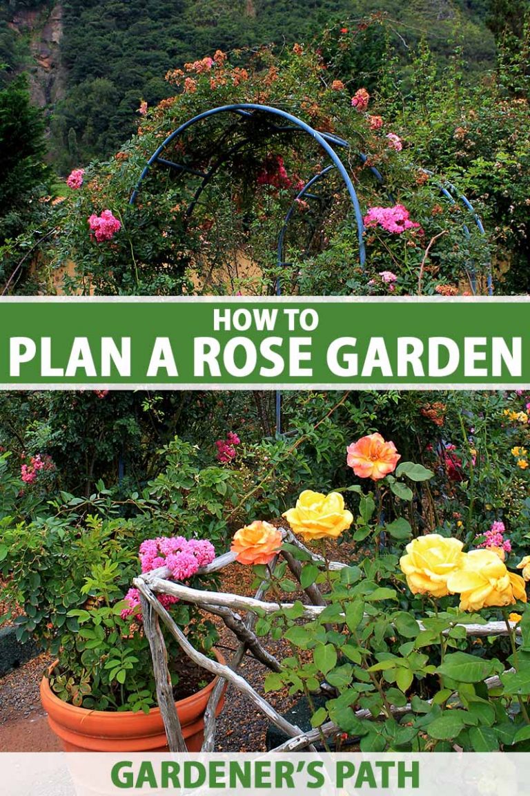 How do I start a rose garden?