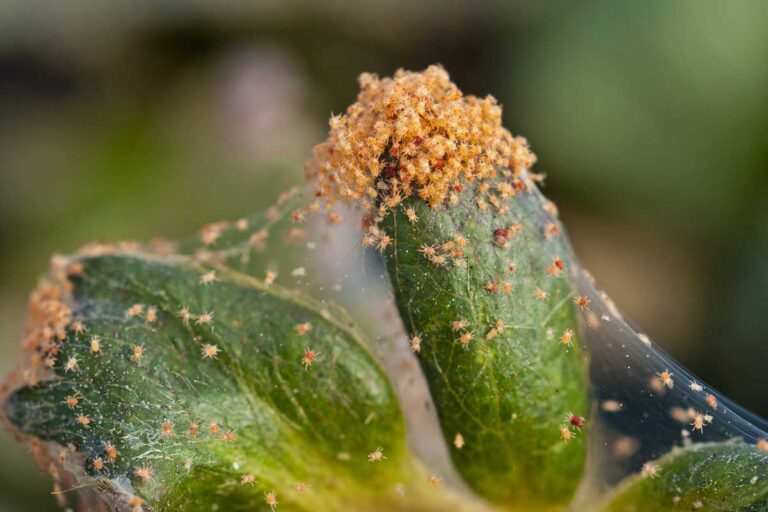 Smooth Control Of Mite Infestation Reference: How To Detect And Control Spider Mite Infestations
