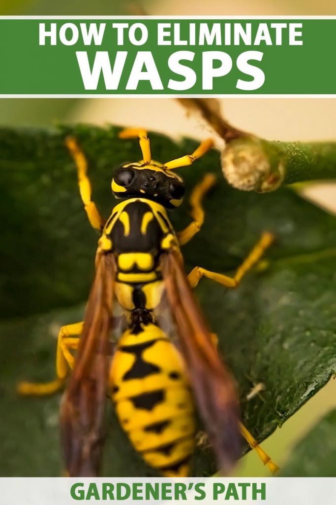 How To Eliminate Wasps From Your Home And Garden Gardeners Path