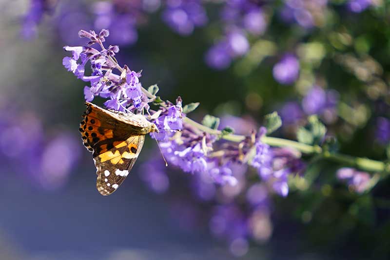 A close up horizontal image of a butterfly feeding on a Nepeta flower pictured in bright sunshine on a soft focus background.