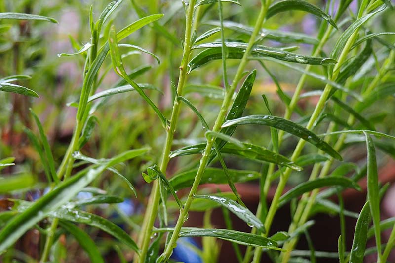 A close up horizontal image of French tarragon growing in the garden pictured on a soft focus background.