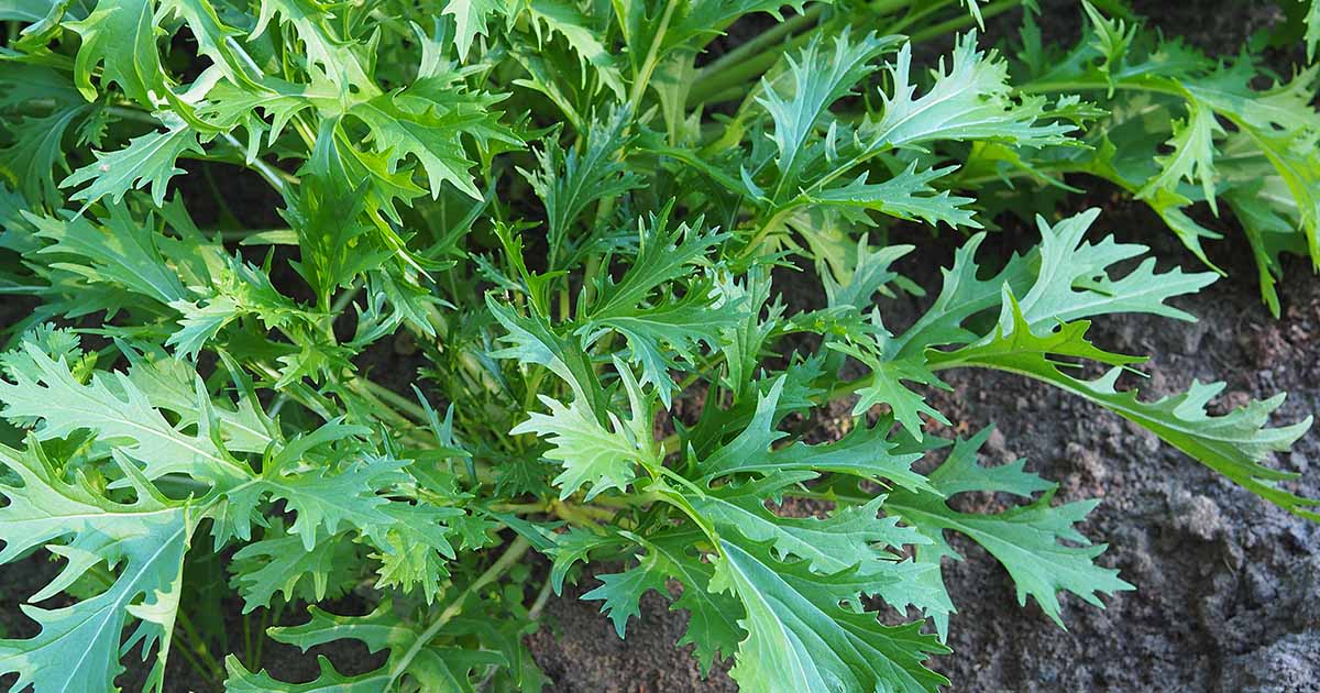 Hot /& Peppery Healthy Veg Chinese Mustard Green In Snow 200 Seeds Keep Cutting
