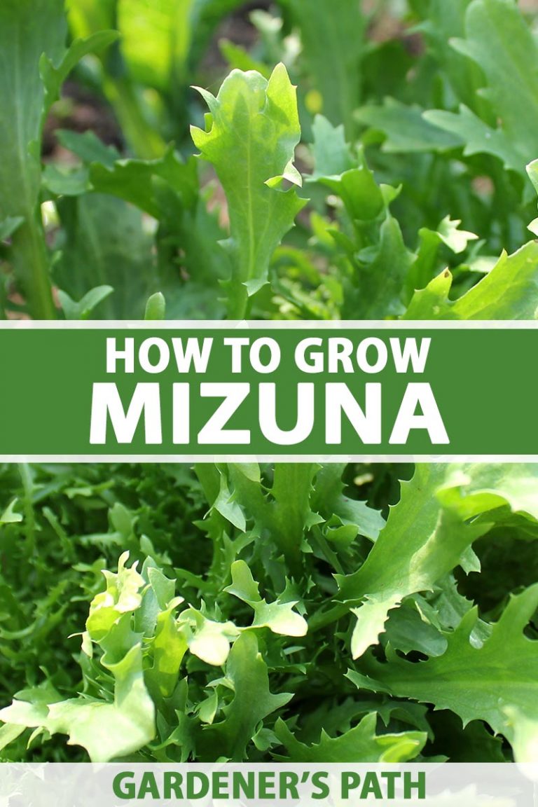 How to Grow Mizuna Asian Mustard Greens | Gardener’s Path