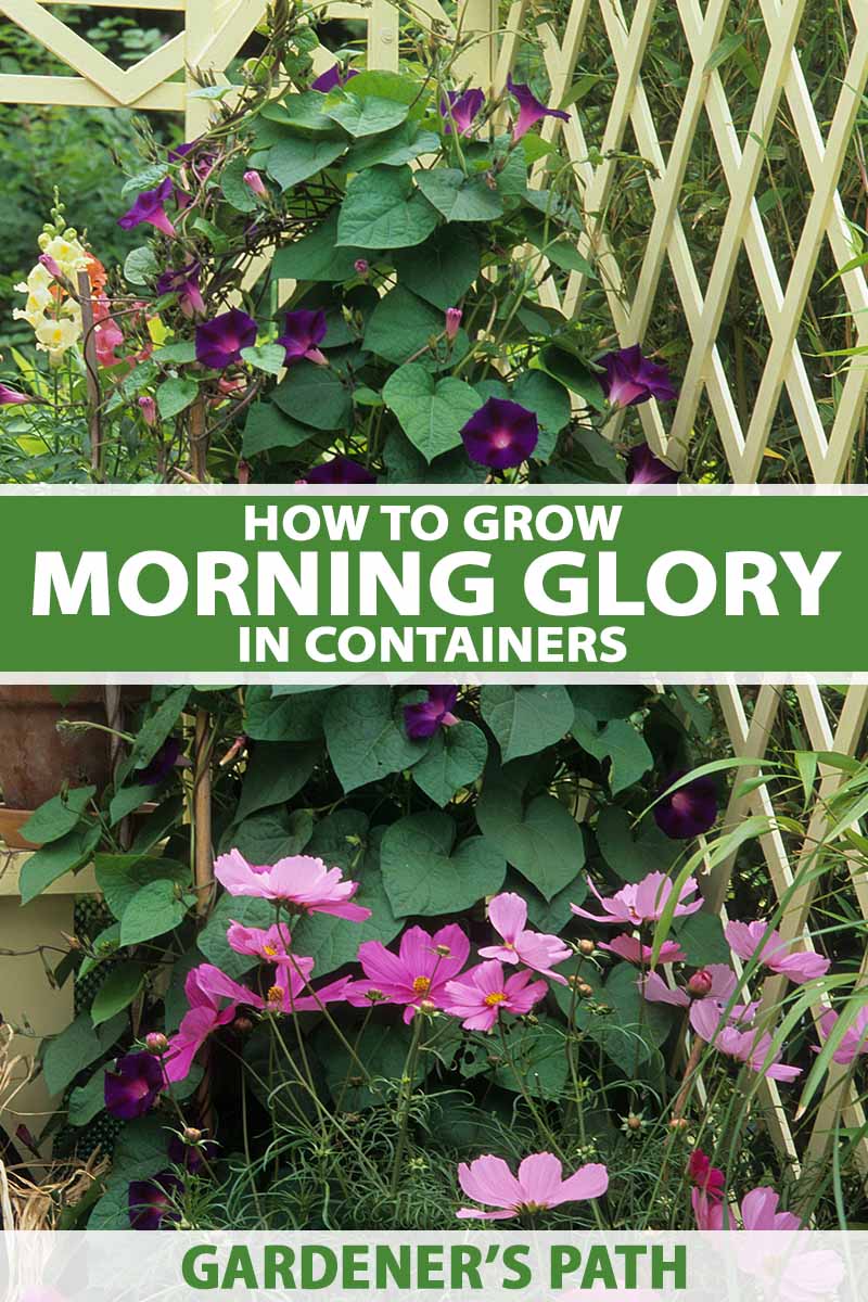 how to grow morning glory in a container | gardener's path
