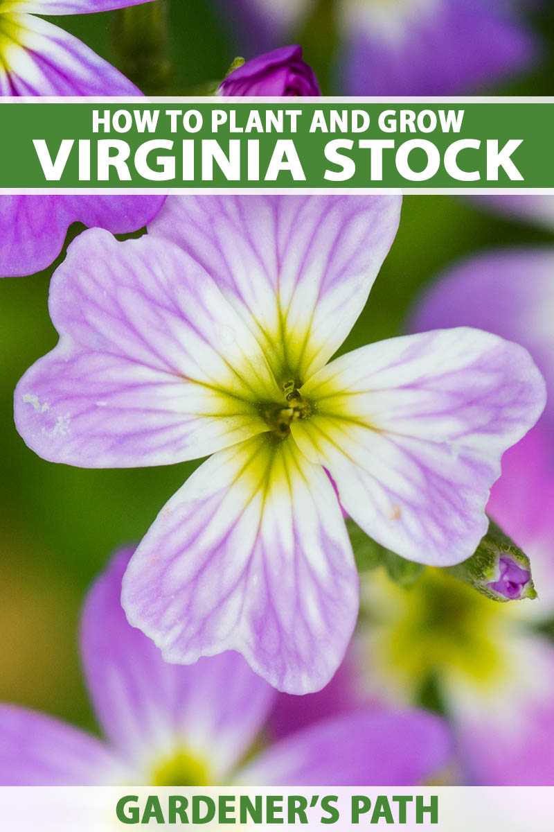 A close up vertical image of a Virginia stock flower (Malcolmia maritima) pictured on a soft focus background. To the top and bottom of the frame is green and white printed text.