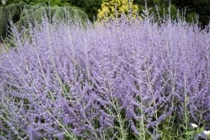 A close up horizontal image of the lavender colored flowers of Russian sage (Salvia yangii) growing in the garden.