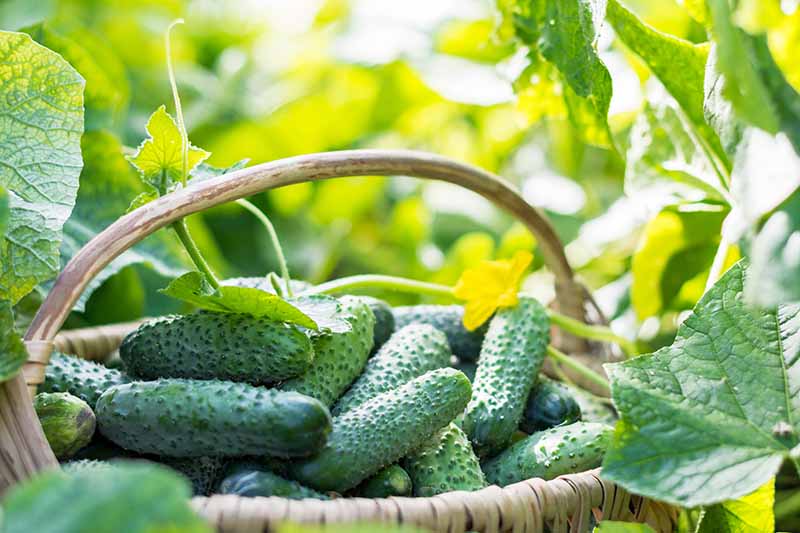 Harvesting Cucumbers at the Right Time
