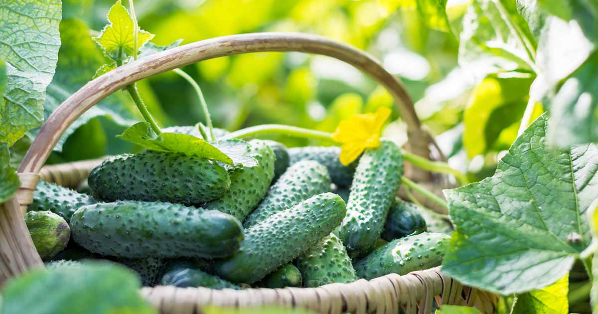 How And When To Harvest Cucumbers Gardeners Path 