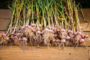 When and How to Harvest Garlic