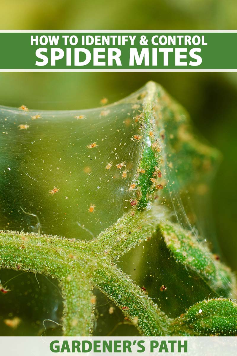 A close up vertical image of dozens of tiny spider mites on the surface of their web on the stem of a plant pictured on a soft focus background. To the top and bottom of the frame is green and white printed text.