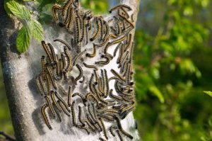 A close up horizontal image of tent caterpillars swarming on a tree pictured on a soft focus background.