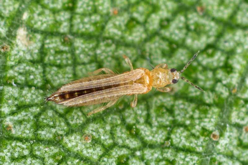 How To Identify And Control Thrips Gardener s Path How To Identify And Control Thrips Gardener s Path