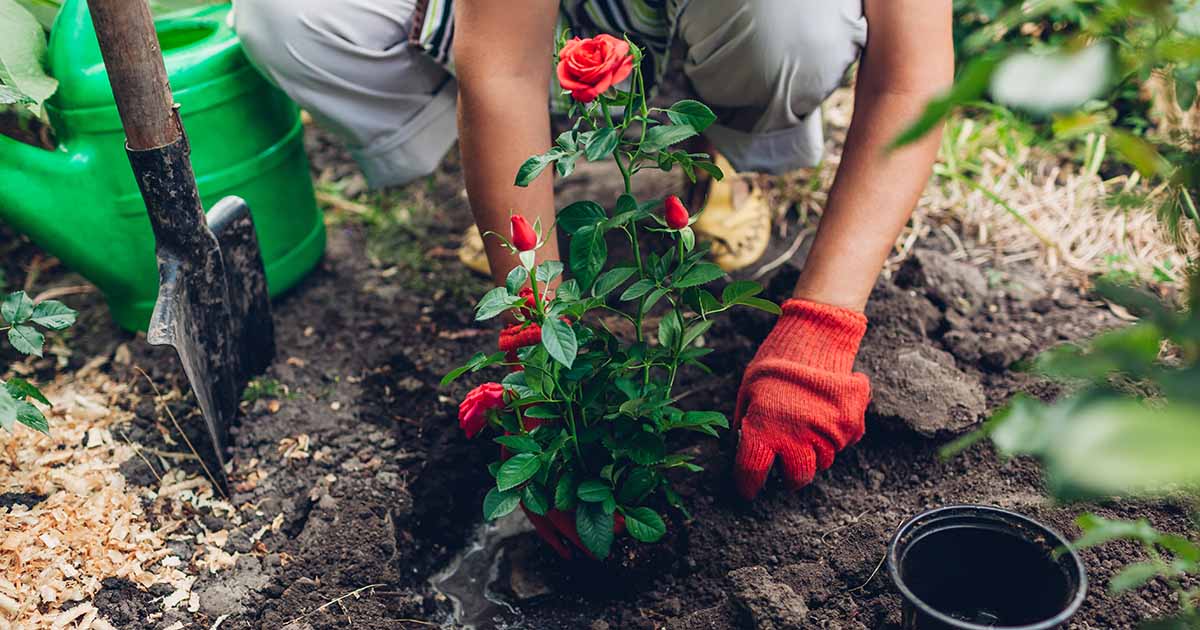 How to Plant Rose Bushes | Gardener's Path