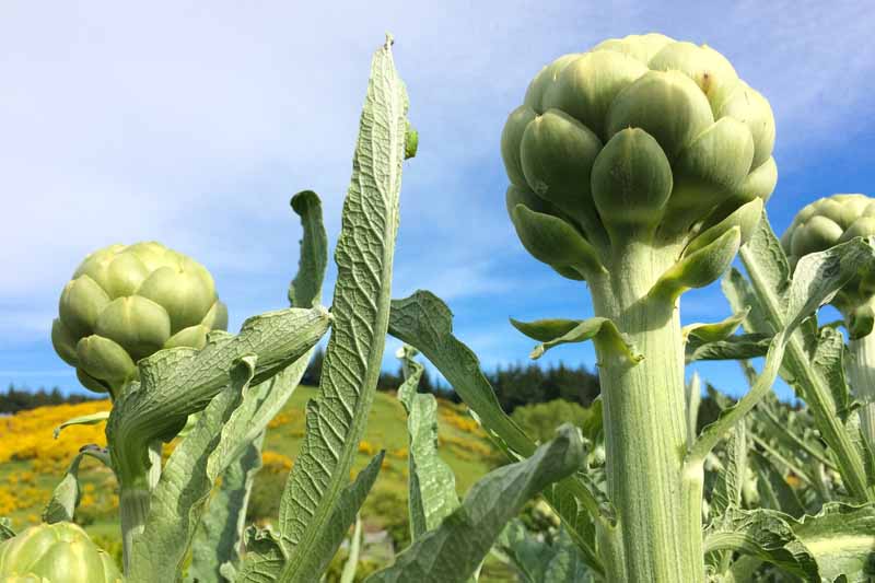 A close up horizontal image of artichokes growing in the garden pictured on a blue sky background.