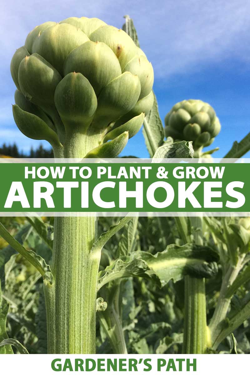 A close up vertical image of globe artichokes growing in the garden pictured on a blue sky background. To the center and bottom of the frame is green and white printed text.