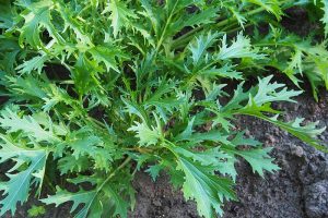 How to Grow Mizuna Asian Mustard Greens in the Garden