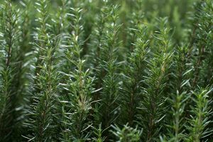 How to Propagate Rosemary Plants