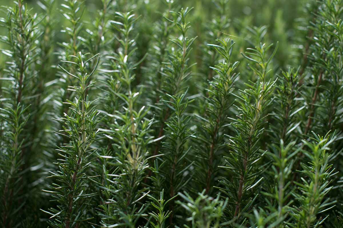 A close up horizontal image of rosemary plants growing in the garden.