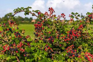 A close up horizontal image of a blackberry bush with ripe and unripe fruits growing at the edge of a field.