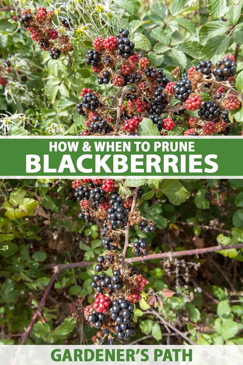 A close up vertical image of a blackberry bush with ripe and unripe berries in desperate need of pruning. To the center and bottom of the frame is green and white printed text.