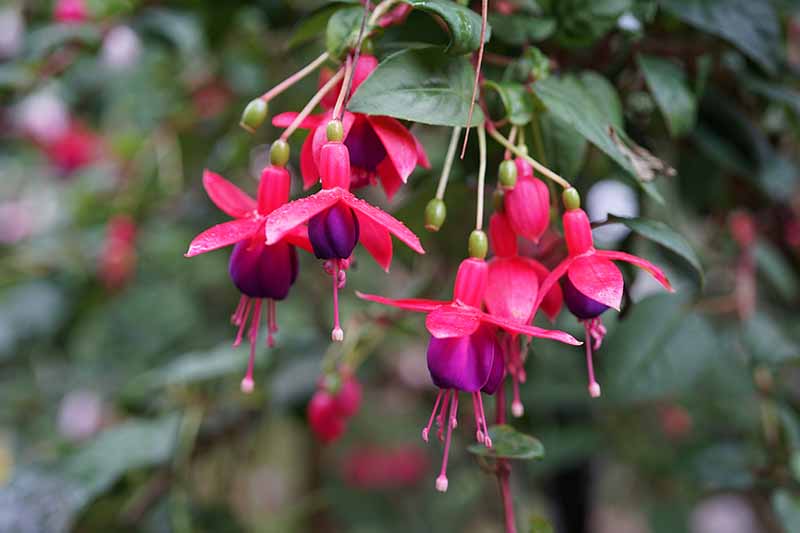 A close up horizontal image of pink and purple fuchsia flowers growing in the garden pictured on a soft focus background.