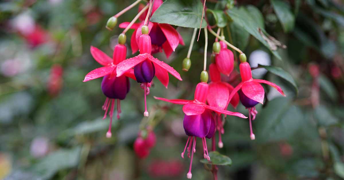 How to Revive a Wilting Fuchsia Plant | Gardener’s Path