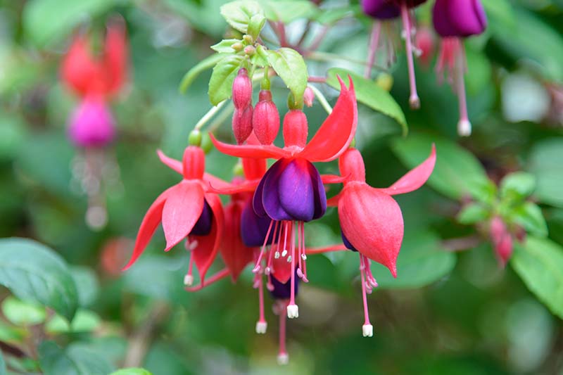 A close up horizontal image of purple and red fuchsia flowers growing in the garden pictured on a soft focus background.
