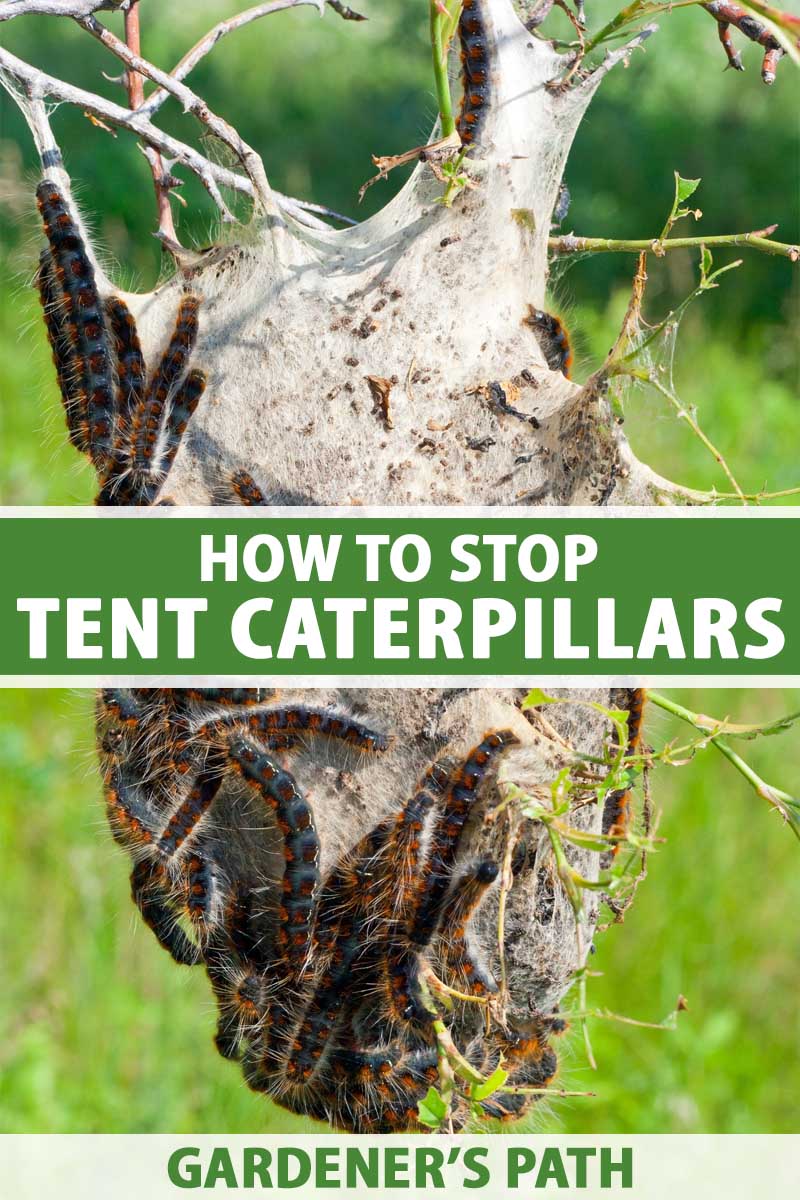 A close up vertical image of a large tent caterpillar nest in a tree pictured on a soft focus background. To the center and bottom of the frame is green and white printed text.