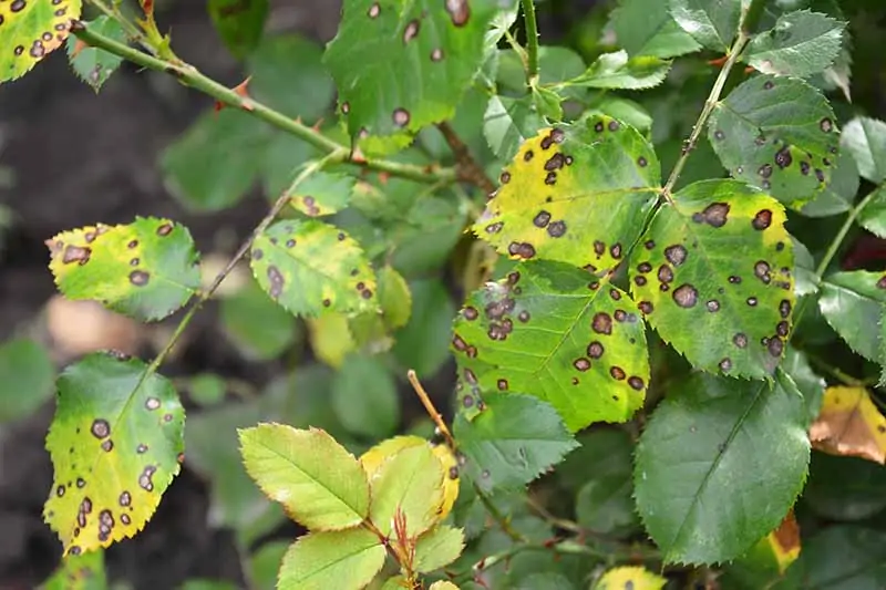 A close up horizontal image of rose foliage with dark black spots and yellow leaves as a result of a fungal infection.
