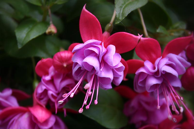 A close up horizontal image of pink and purple fuchsia flowers pictured on a soft focus background.