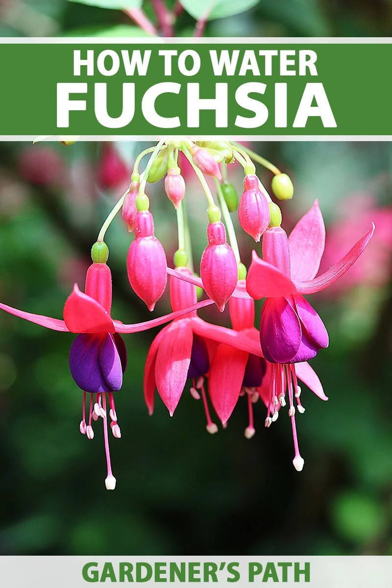 A close up vertical image of pink and purple fuchsia flowers growing in the garden pictured on a soft focus background. To the top and bottom of the frame is green and white printed text.