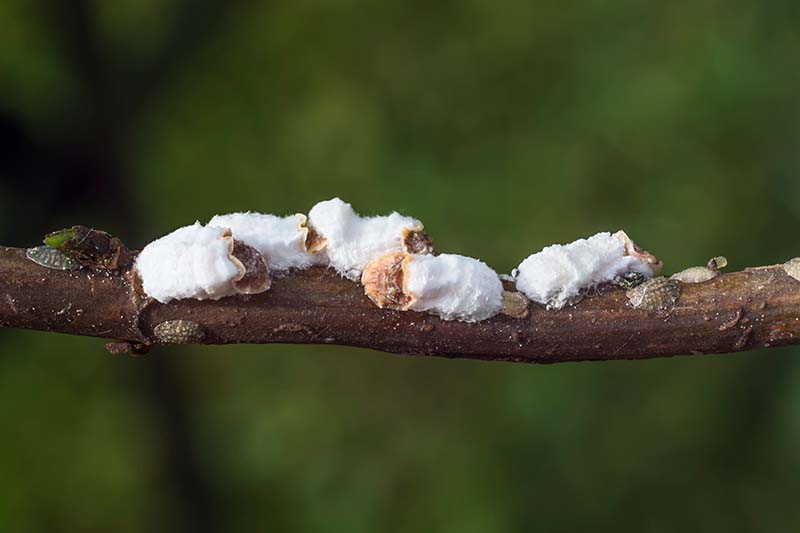 A close up horizontal image of scale insects infesting the branch of a shrub.