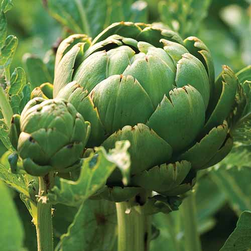 A close up square image of an 'Imperial Star' artichoke growing in the garden.