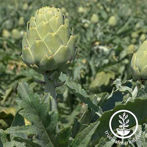 A close up square image of 'Imperial Star' artichokes growing in the garden pictured on a soft focus background. To the bottom right of the frame is a white circular logo with text.