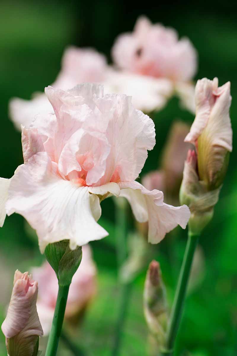 A close up vertical image of a light pink flower from the Intermediate Bearded group pictured on a soft focus background.