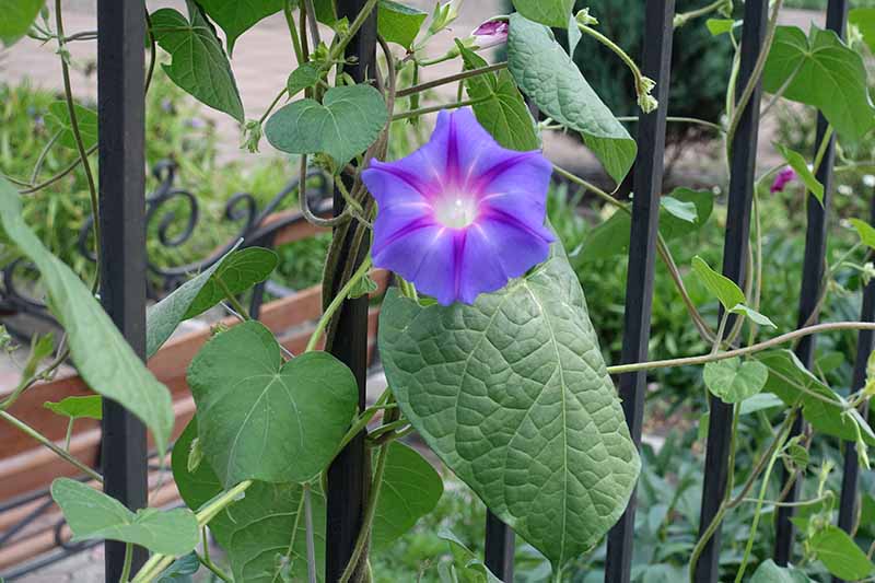 A close up horizontal image of a purple Ipomoea purpurea flower growing on vines twining around a metal fence.