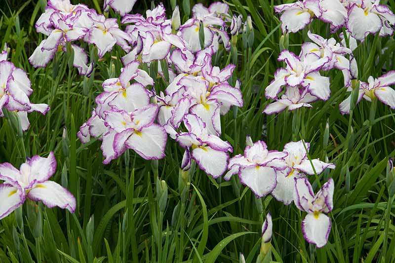 A close up horizontal image of the delicate white and purple bicolored Japanese iris flowers growing in the garden.